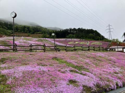芝桜　平田村2023.5.9