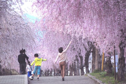 日中線跡地しだれ桜1