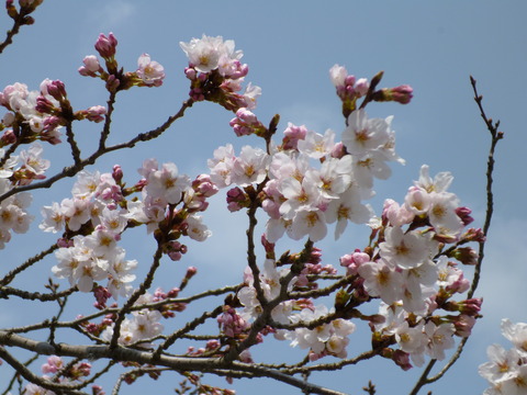 P1010346