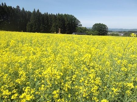 菜の花(猪苗代ハーブ園)