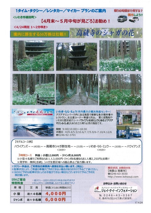 高蔵寺のシャガ