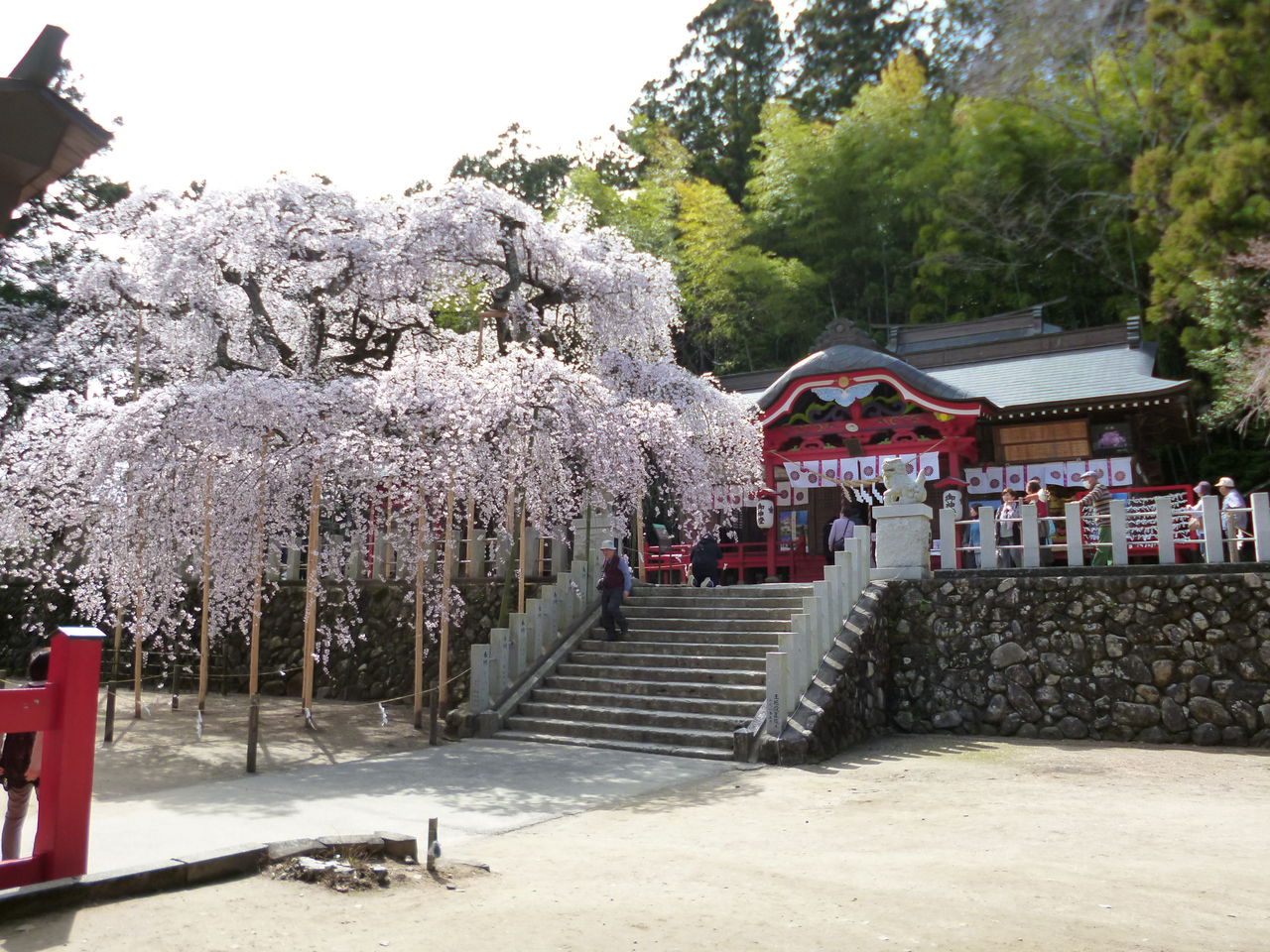 小川諏訪神社の桜 オプショナルツアー 四季旅物語 小川諏訪神社の桜 オプショナルツアー 四季旅物語