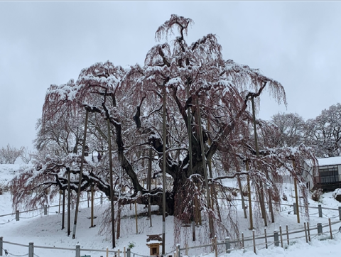 三春の滝桜2019.4.11