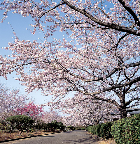 03大畑公園 (2)