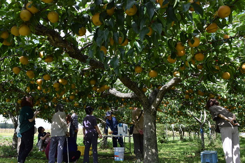 梨狩りview_image[1]