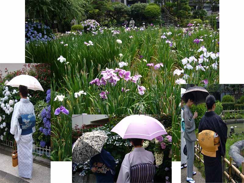 紫陽花と菖蒲をめでる着物オフ会 さすらいのhorse Riderによる起業日誌 紫陽花と菖蒲をめでる着物オフ会 さすらいのhorse Riderによる起業日誌