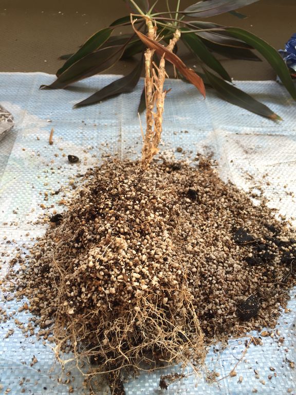 ティーリーフ植え替え Hawai I La Nai ティーリーフ植え替え Hawai I La Nai