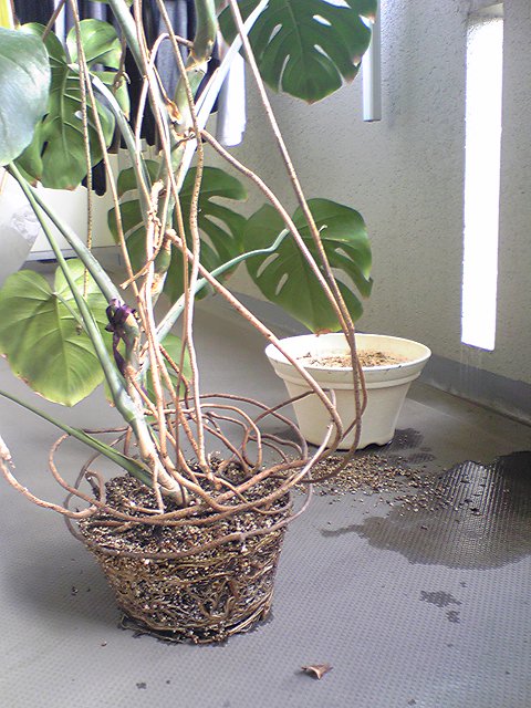 モンステラ植え替え Hawai I La Nai
