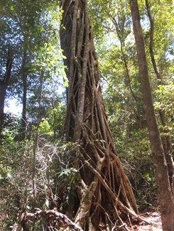 フレーザー島3