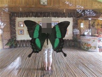 バタフライミュージアム2
