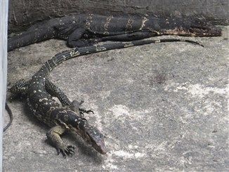 バタフライミュージアム4
