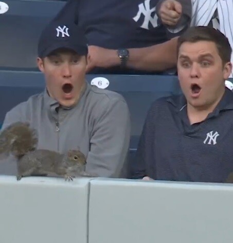 MLB、リスがフェンスから落下して観客騒然ｗｗｗｗｗ