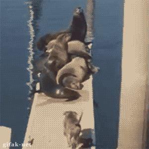 画像 アザラシさん イッヌにビビりまくる 鷹速 ホークスまとめブログ