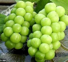 シャインマスカットの苗、海外流出か 男性書類送検 愛媛