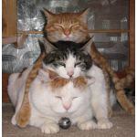 にゃんこ(`・ω・)ゝ