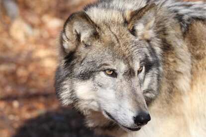チェルノブイリ立入禁止区域でオオカミたちが生息できる理由は？