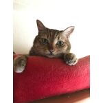 すみそにあん
