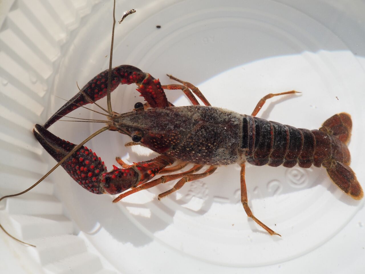 日本がザリガニを 特定外来生物 に なぜ食べちゃわないの 中国メディア 令和の社会 ニュース通信所