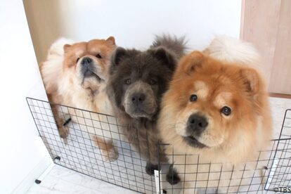 笑える！泣ける！ 動物スクープ１００連発