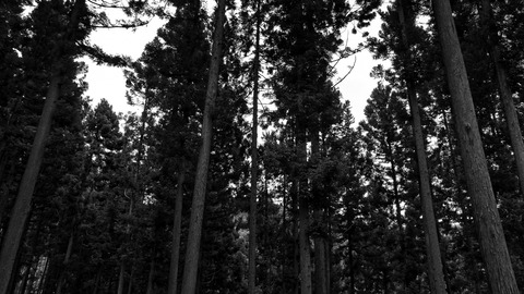 0601_6450035_DxOtmax100