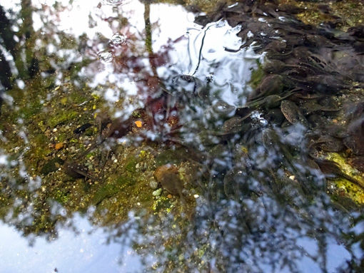 4-29-2