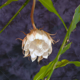 Dutchman's Pipe 03