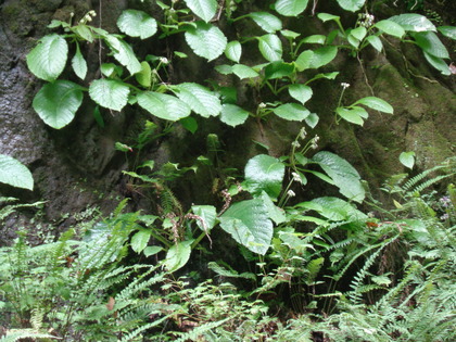 DSC03387