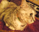 080818_Layla