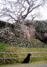 070401_matabeisakura+Andy
