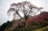 070401_matabeisakura