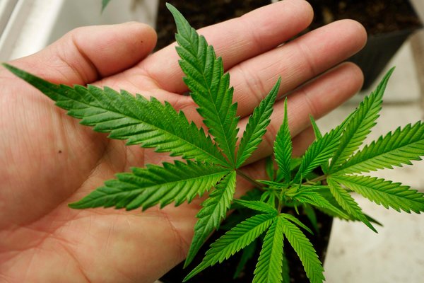 麻薬依存症対策に一石を投じる！チェコ政府が大麻合法化に踏み切る