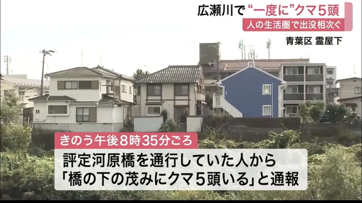 仙台駅近くで熊さんの集団目撃！これは草生えるわｗ