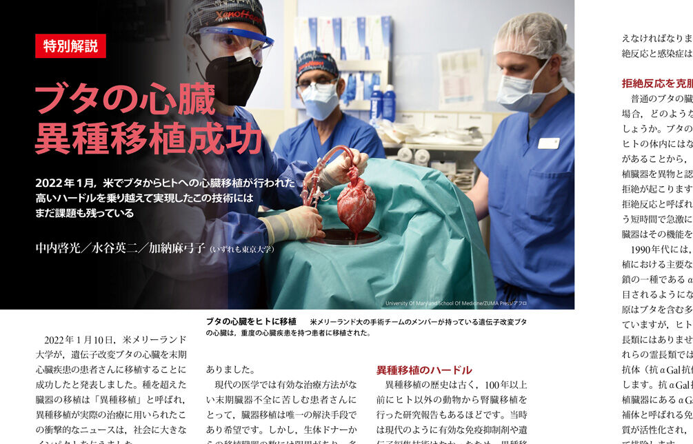 京都府立医大、遺伝子改変されたブタの腎臓をサルに移植する実験を開始