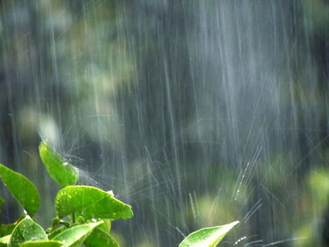 雨のニオイ専門家が教える、その匂いの秘密とは？