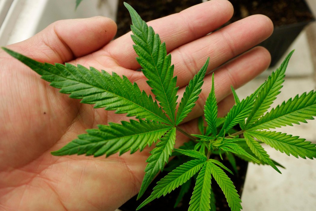 タイ政府が大麻の嗜好用途を厳しく禁止した理由とは？