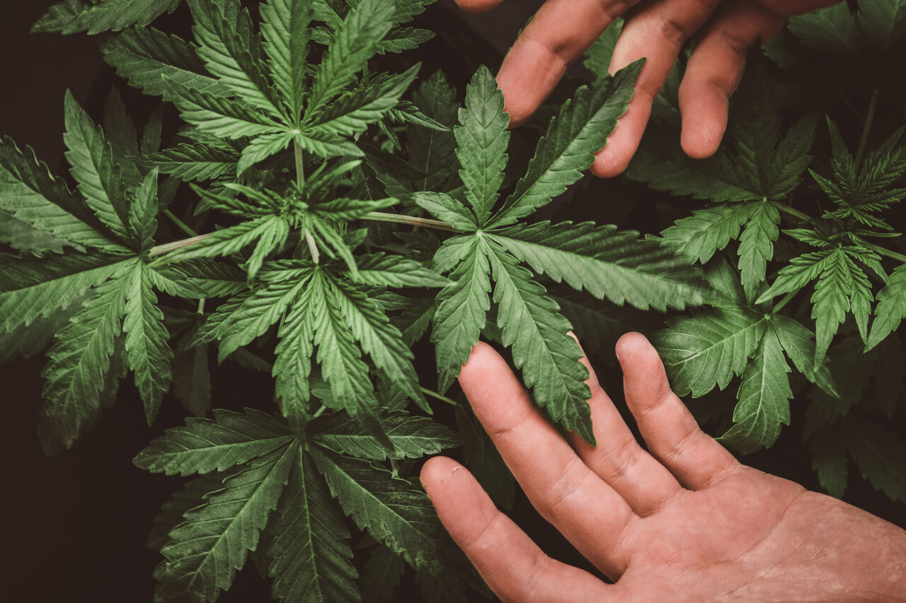 ドイツの大麻合法化、闇市場取り締まりと若者の保護が焦点に