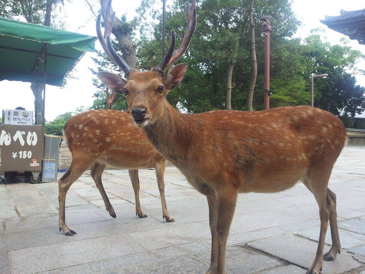 高須院長、青汁王子らが激怒！奈良公園で鹿を蹴る観光客に非難殺到
