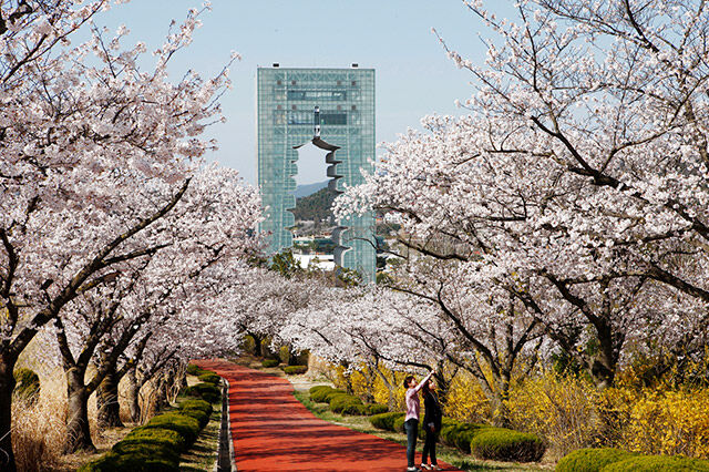  慶州の桜並木に日本のソメイヨシノが大部分？王桜プロジェクトの調査結果が明らかに！