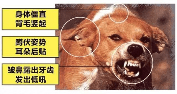 「四国犬が噛んだ子供たち、狂犬病予防接種の重要性再確認」
