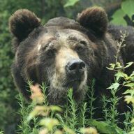 北海道の自然とヒグマたち：昭和新山熊牧場訪問記
