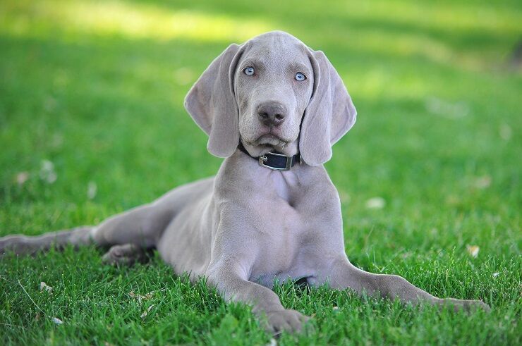 酒に酔った男たちが犬を襲い、飼い主を守る勇気を見せた犬の奮闘