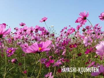 201102_1霧島市林工務店