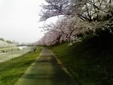 sakura2