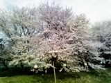 sakura1