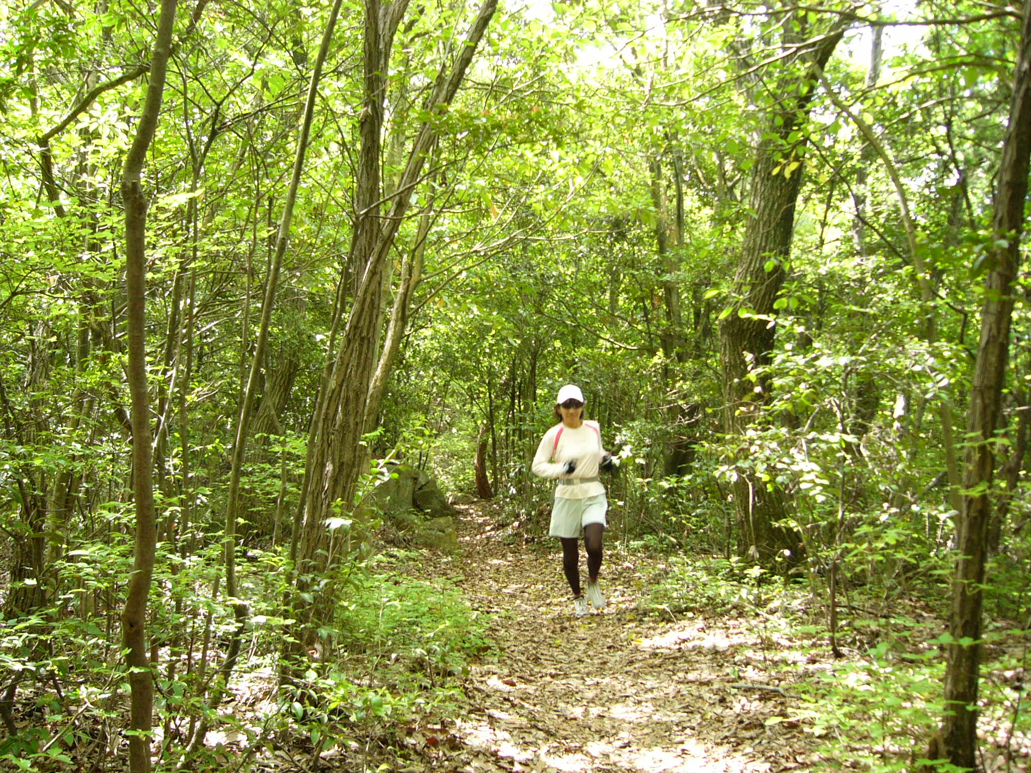 岡山 緑濃い操山トレイルラン その3 ココナッツ漂流記