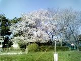 sakura4.3.2