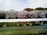 sakura3