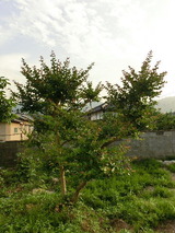 ���륹�٥�