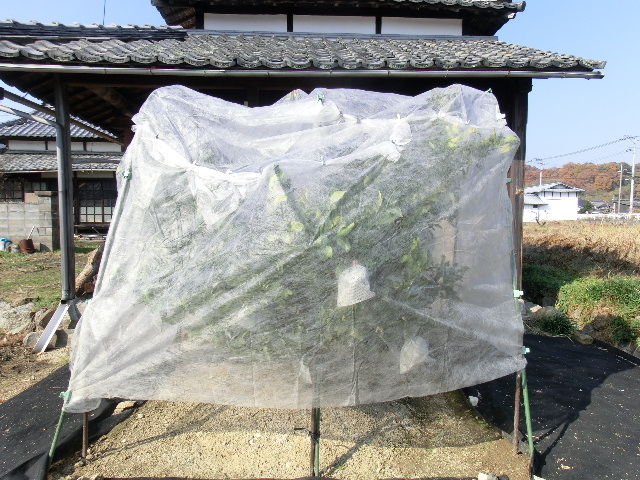 デコポンに霜よけ 岡山の林悦弘税理士事務所 デコポンに霜よけ 岡山の林悦弘税理士事務所