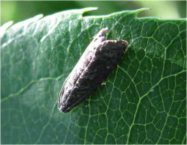 農園の風だより シンクイムシの被害 Livedoor Blog ブログ